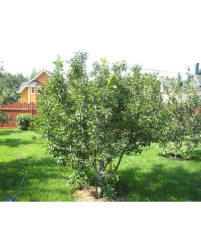 Вишня домашня Ночка (середня) | Вишня домашняя Ночка (средняя) | Prunus cerasus Nochka