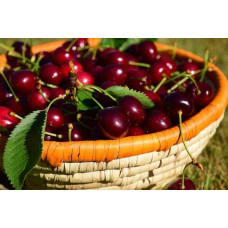 Вишня домашня Ночка (середня) | Вишня домашняя Ночка (средняя) | Prunus cerasus Nochka
