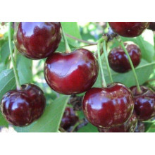 Вишня домашня Ночка (середня) | Вишня домашняя Ночка (средняя) | Prunus cerasus Nochka