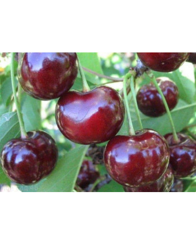 Вишня домашня Ночка (середня) | Вишня домашняя Ночка (средняя) | Prunus cerasus Nochka