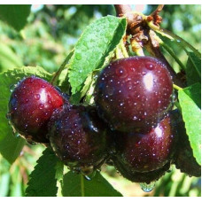 Вишня домашня Ночка (середня) | Вишня домашняя Ночка (средняя) | Prunus cerasus Nochka
