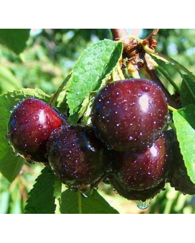 Вишня домашня Ночка (середня) | Вишня домашняя Ночка (средняя) | Prunus cerasus Nochka