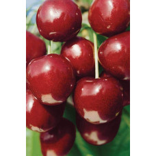 Вишня домашня Норд Стар (пізня) | Prunus cerasus North Star| Вишня домашняя Норд Стар (поздняя)