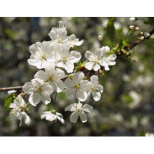 Вишня домашня Норд Стар (пізня) | Prunus cerasus North Star| Вишня домашняя Норд Стар (поздняя)