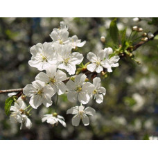Вишня домашня Норд Стар (пізня) | Prunus cerasus North Star| Вишня домашняя Норд Стар (поздняя)