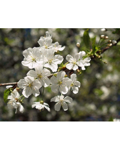 Вишня домашня Норд Стар (пізня) | Prunus cerasus North Star| Вишня домашняя Норд Стар (поздняя)