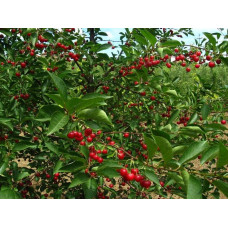 Вишня домашня Норд Стар (пізня) | Prunus cerasus North Star| Вишня домашняя Норд Стар (поздняя)