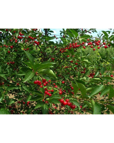 Вишня домашня Норд Стар (пізня) | Prunus cerasus North Star| Вишня домашняя Норд Стар (поздняя)