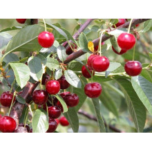 Вишня домашня Норд Стар (пізня) | Prunus cerasus North Star| Вишня домашняя Норд Стар (поздняя)