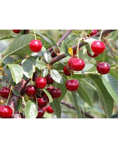 Вишня домашня Норд Стар (пізня) | Prunus cerasus North Star| Вишня домашняя Норд Стар (поздняя)