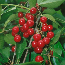 Вишня домашня Норд Стар (пізня) | Prunus cerasus North Star| Вишня домашняя Норд Стар (поздняя)