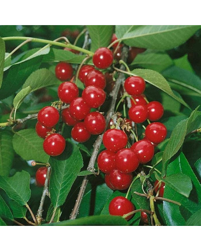 Вишня домашня Норд Стар (пізня) | Prunus cerasus North Star| Вишня домашняя Норд Стар (поздняя)
