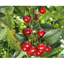 Вишня домашня Норд Стар (пізня) | Prunus cerasus North Star| Вишня домашняя Норд Стар (поздняя)