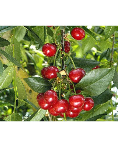 Вишня домашня Норд Стар (пізня) | Prunus cerasus North Star| Вишня домашняя Норд Стар (поздняя)