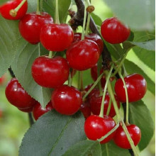 Вишня домашня Норд Стар (пізня) | Prunus cerasus North Star| Вишня домашняя Норд Стар (поздняя)