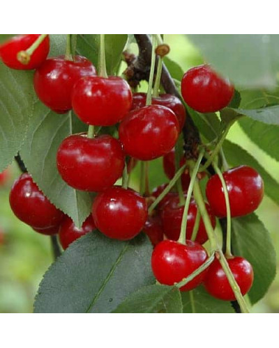 Вишня домашня Норд Стар (пізня) | Prunus cerasus North Star| Вишня домашняя Норд Стар (поздняя)