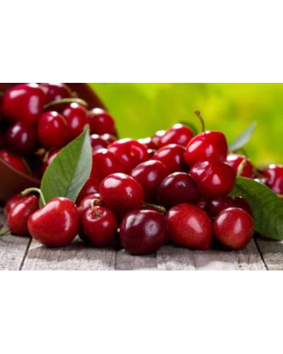 Вишня домашня Норд Стар (пізня) | Prunus cerasus North Star| Вишня домашняя Норд Стар (поздняя)