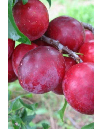 Алича колоновидна Комета (рання) | Алыча колоновидная Комета (ранняя) | Prunus сolumnar Kometa