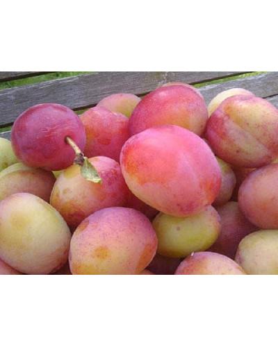 Алича колоновидна Комета (рання) | Алыча колоновидная Комета (ранняя) | Prunus сolumnar Kometa