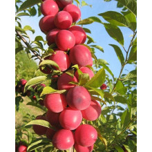 Алича колоновидна Комета (рання) | Алыча колоновидная Комета (ранняя) | Prunus сolumnar Kometa