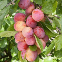 Алича колоновидна Комета (рання) | Алыча колоновидная Комета (ранняя) | Prunus сolumnar Kometa