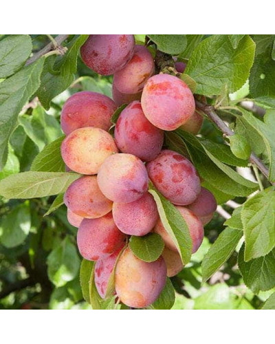 Алича колоновидна Комета (рання) | Алыча колоновидная Комета (ранняя) | Prunus сolumnar Kometa
