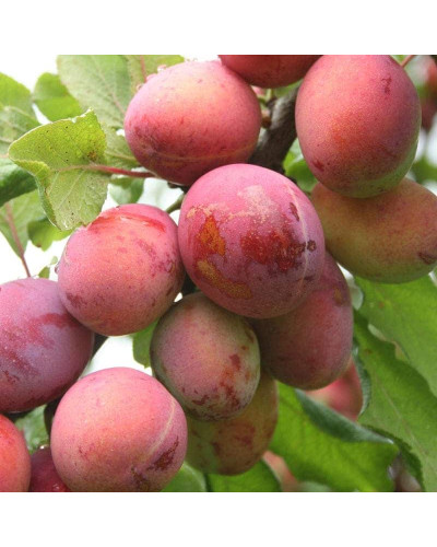 Алича колоновидна Комета (рання) | Алыча колоновидная Комета (ранняя) | Prunus сolumnar Kometa
