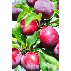Алича великоплідна (рання) | Алыча крупноплодная (ранняя) | Prunus cerasifera
