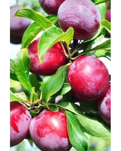 Алича великоплідна (рання) | Алыча крупноплодная (ранняя) | Prunus cerasifera