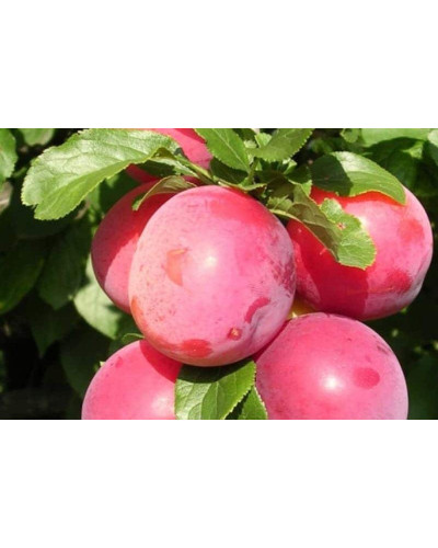 Алича великоплідна (рання) | Алыча крупноплодная (ранняя) | Prunus cerasifera