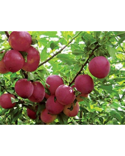 Алича великоплідна (рання) | Алыча крупноплодная (ранняя) | Prunus cerasifera
