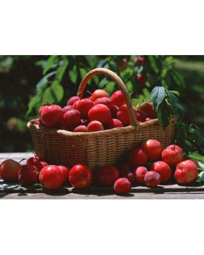 Алича великоплідна (рання) | Алыча крупноплодная (ранняя) | Prunus cerasifera