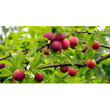Алича великоплідна (рання) | Алыча крупноплодная (ранняя) | Prunus cerasifera