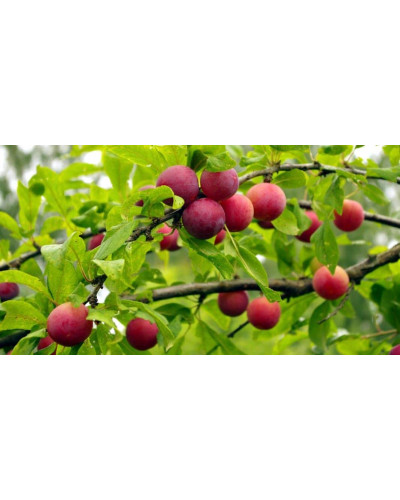 Алича великоплідна (рання) | Алыча крупноплодная (ранняя) | Prunus cerasifera