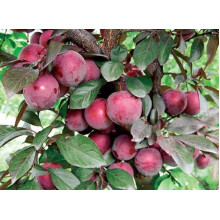 Алича великоплідна (рання) | Алыча крупноплодная (ранняя) | Prunus cerasifera