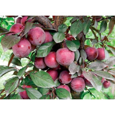 Алича великоплідна (рання) | Алыча крупноплодная (ранняя) | Prunus cerasifera