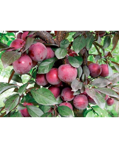 Алича великоплідна (рання) | Алыча крупноплодная (ранняя) | Prunus cerasifera