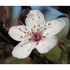 Алича великоплідна (рання) | Алыча крупноплодная (ранняя) | Prunus cerasifera