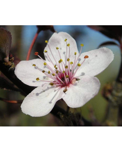 Алича великоплідна (рання) | Алыча крупноплодная (ранняя) | Prunus cerasifera