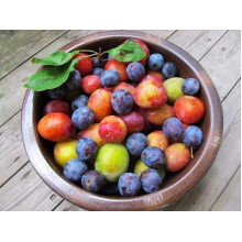 Алича великоплідна (рання) | Алыча крупноплодная (ранняя) | Prunus cerasifera