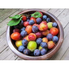 Алича великоплідна (рання) | Алыча крупноплодная (ранняя) | Prunus cerasifera