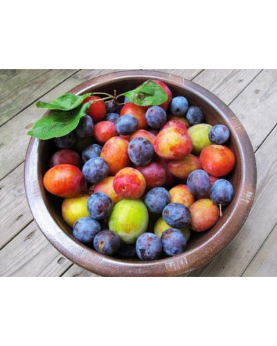 Алича великоплідна (рання) | Алыча крупноплодная (ранняя) | Prunus cerasifera