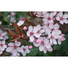 Алича великоплідна (рання) | Алыча крупноплодная (ранняя) | Prunus cerasifera