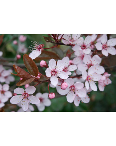 Алича великоплідна (рання) | Алыча крупноплодная (ранняя) | Prunus cerasifera