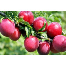 Алича великоплідна (рання) | Алыча крупноплодная (ранняя) | Prunus cerasifera