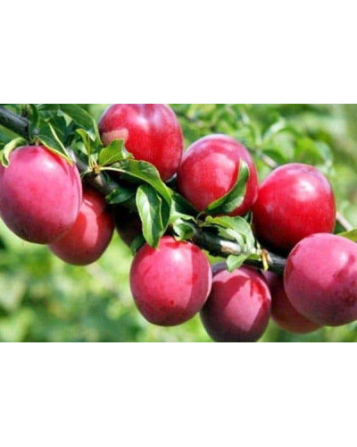 Алича великоплідна (рання) | Алыча крупноплодная (ранняя) | Prunus cerasifera