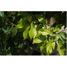 Алича великоплідна (рання) | Алыча крупноплодная (ранняя) | Prunus cerasifera