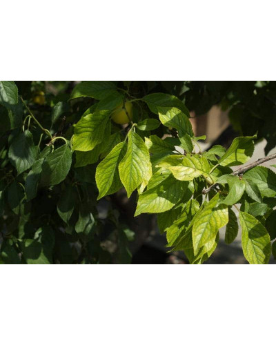 Алича великоплідна (рання) | Алыча крупноплодная (ранняя) | Prunus cerasifera