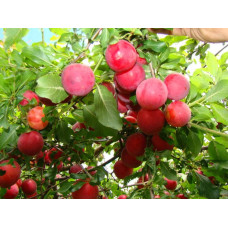 Алича великоплідна (рання) | Алыча крупноплодная (ранняя) | Prunus cerasifera