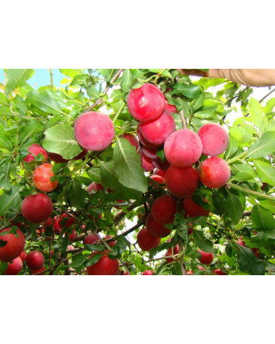 Алича великоплідна (рання) | Алыча крупноплодная (ранняя) | Prunus cerasifera
